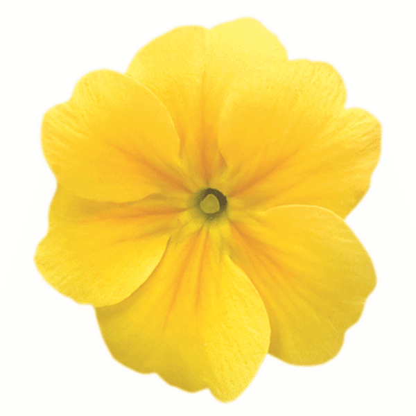 Primula elatior F₁ Crescendo® Yellow - Image 2