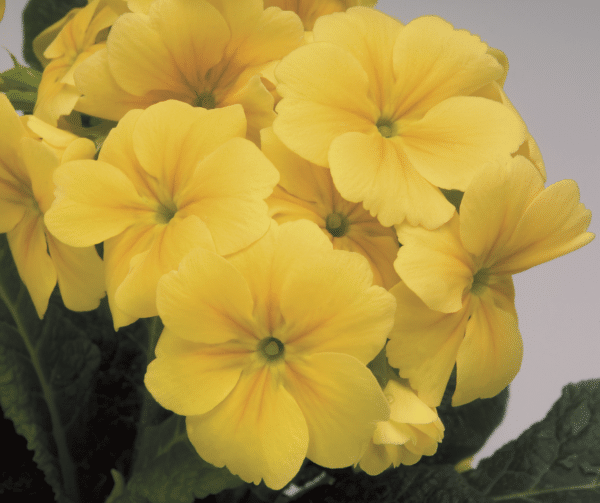 Primula elatior F₁ Crescendo® Yellow - Image 3