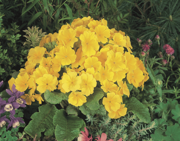 Primula elatior F₁ Crescendo® Yellow - Image 4