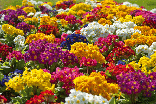 Primula elatior F₁ Crescendo® mixture - Image 3