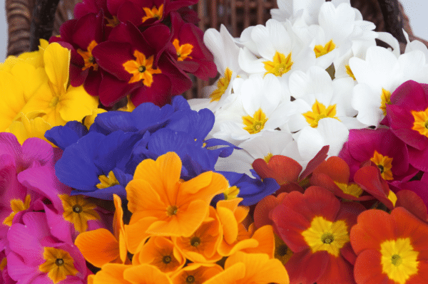 Primula elatior F₁ Crescendo® mixture - Image 2