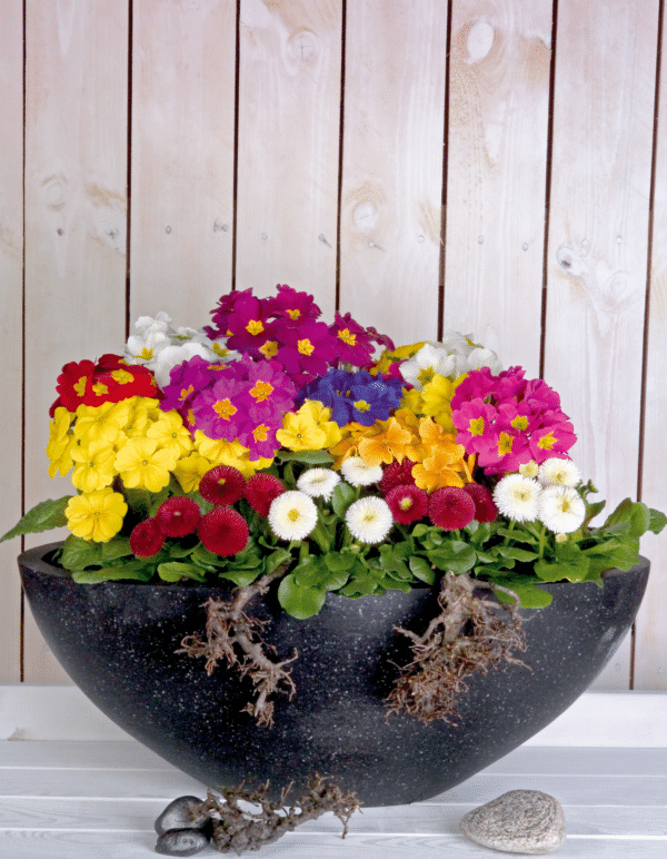 Primula elatior F₁ Crescendo® mixture