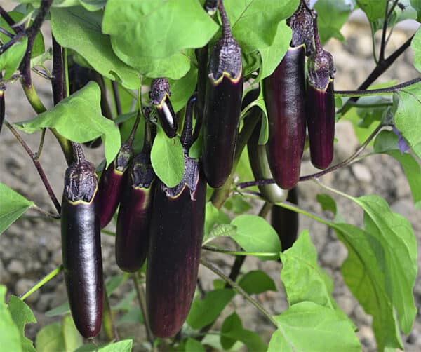 Solanum melongena Gobi