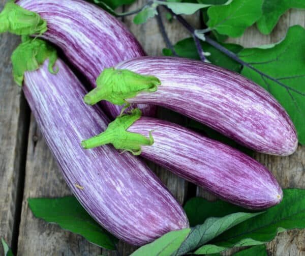 Solanum melongena Tsakoniki 1