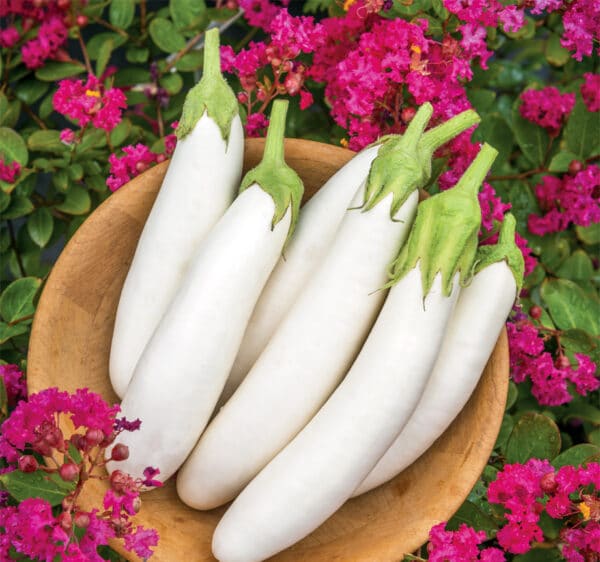 Solanum melongena White Knight F1