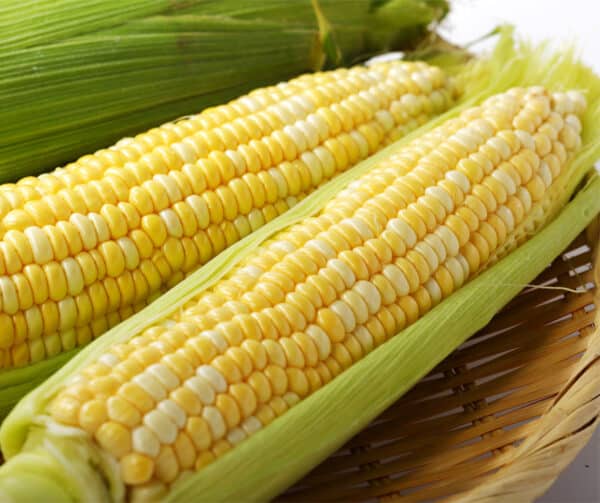 Zea mays Ramondia F1