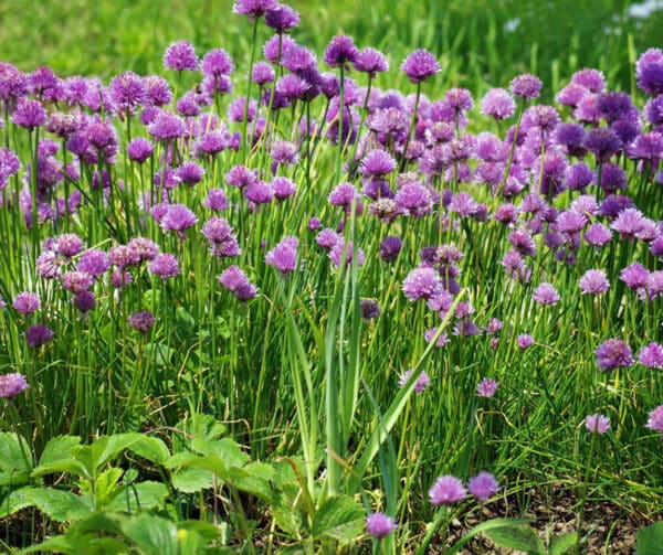 Allium schoenoprasum AM