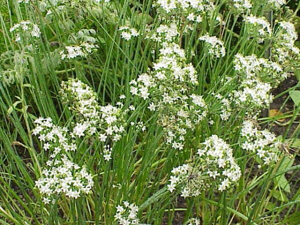 Allium tuberosum