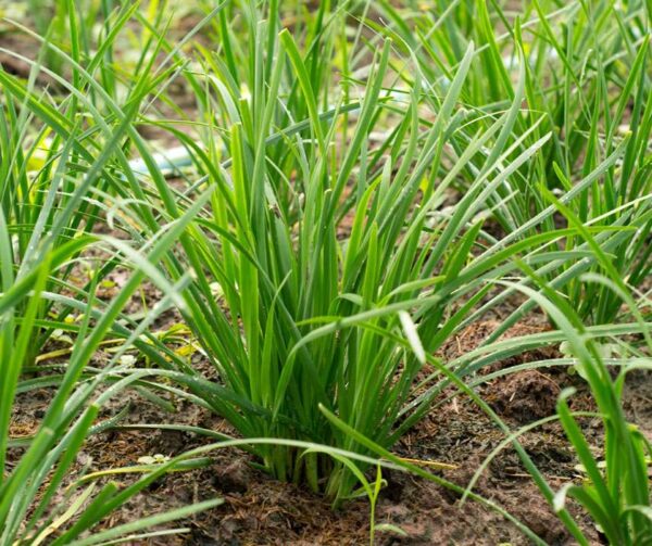 Allium tuberosum AM