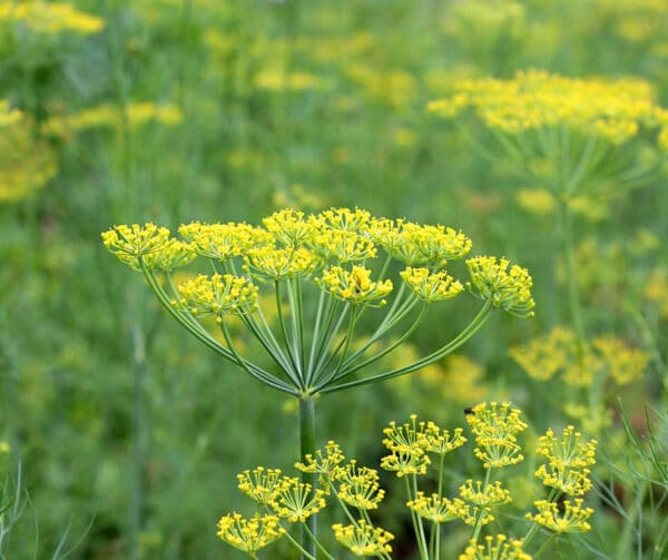 Anethum graveolens