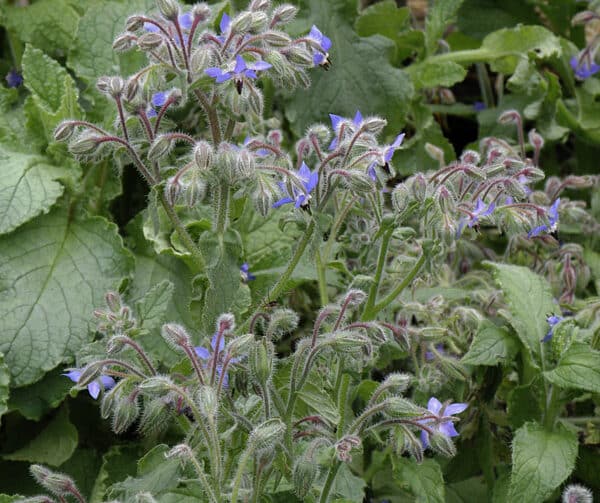 Borago officinalis