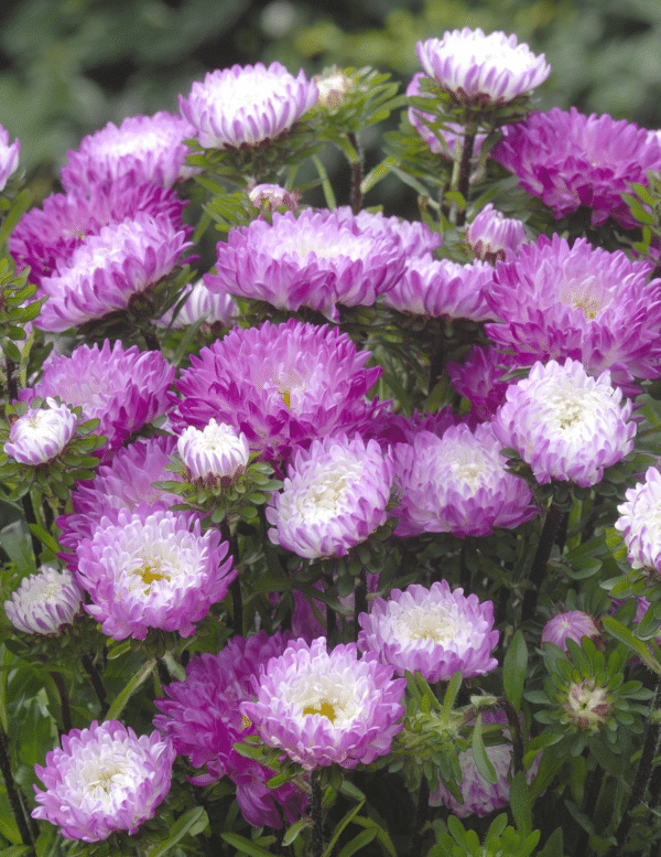 Callistephus chinensis Aster QIS Matsumoto Pink tipped White A