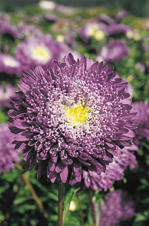 Callistephus chinensis (Aster) Princess Blue - Image 2