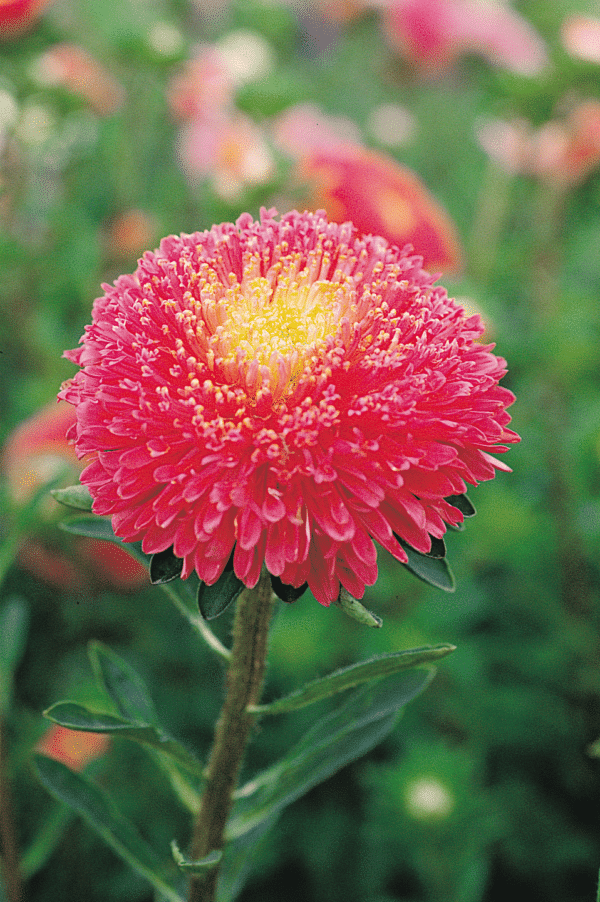 Callistephus chinensis (Aster) Princess Bright Red - Image 2