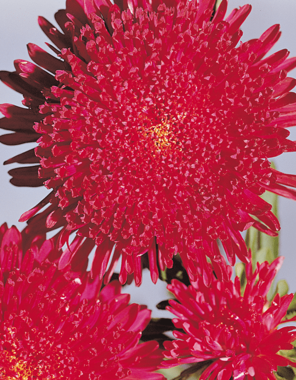 Callistephus chinensis (Aster) Princess Deep Red - Image 2