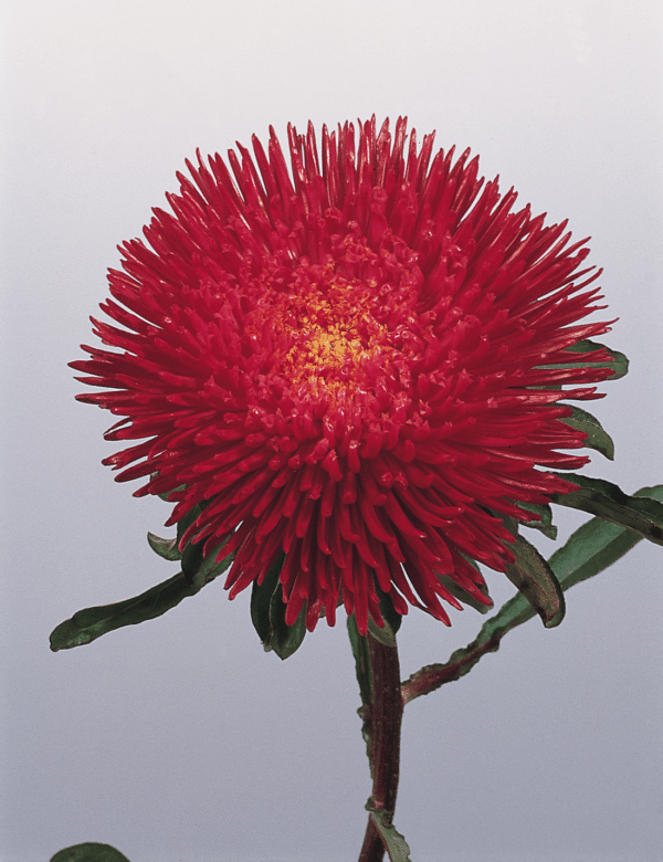 Callistephus chinensis (Aster) Princess Deep Red