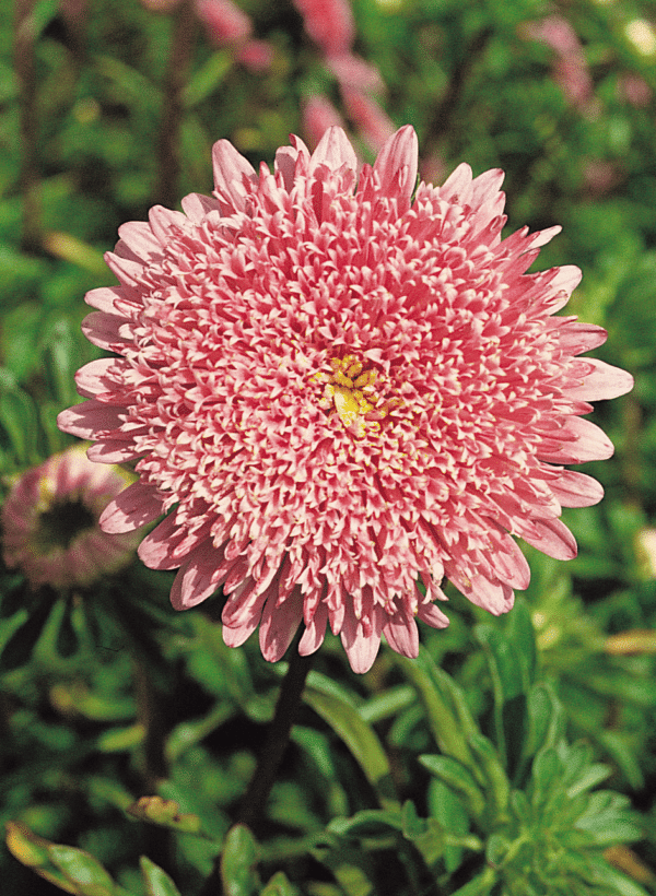 Callistephus chinensis (Aster) Princess Salmon Rose - Image 2