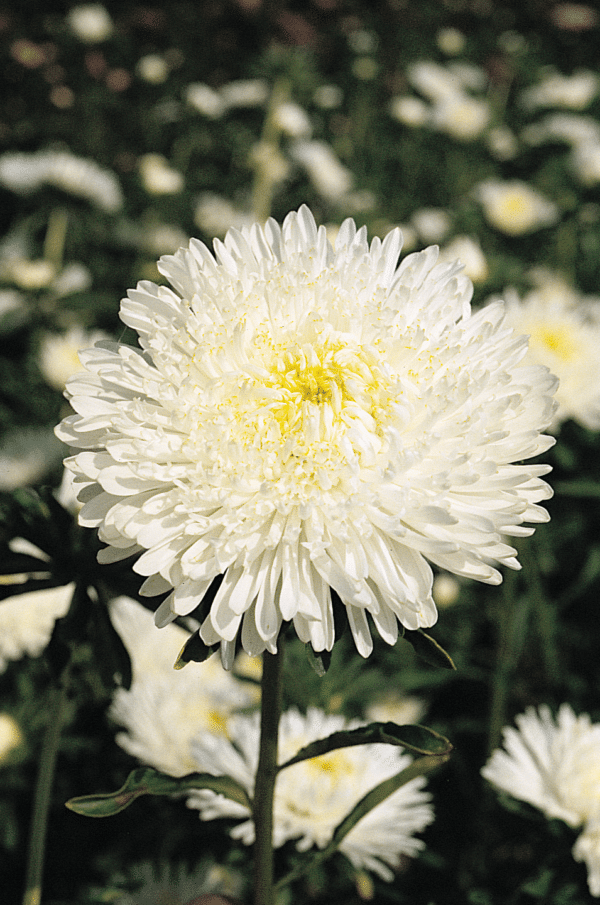 Callistephus chinensis (Aster) Princess White - Image 2