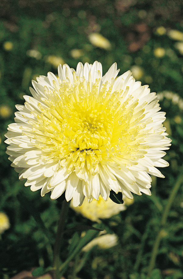 Callistephus chinensis (Aster) Princess Yellow - Image 2