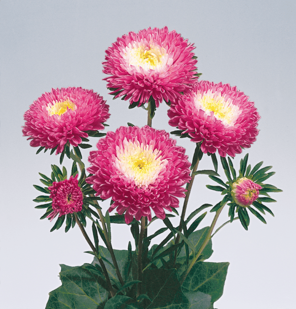 Callistephus chinensis (Aster) Standy Carmine & White