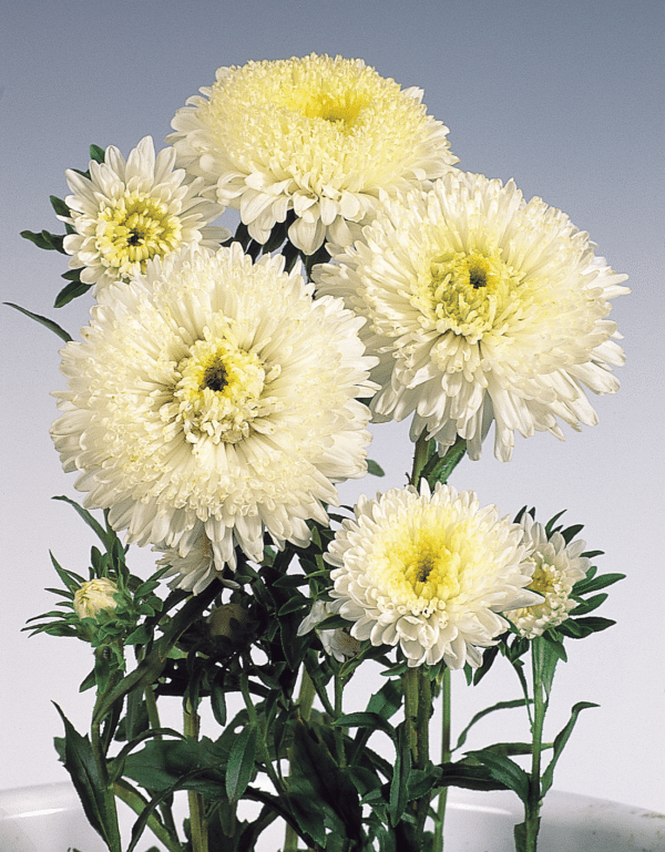 Callistephus chinensis (Aster) Standy Creamy White