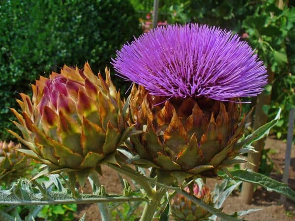 Cynara cardunculus 1