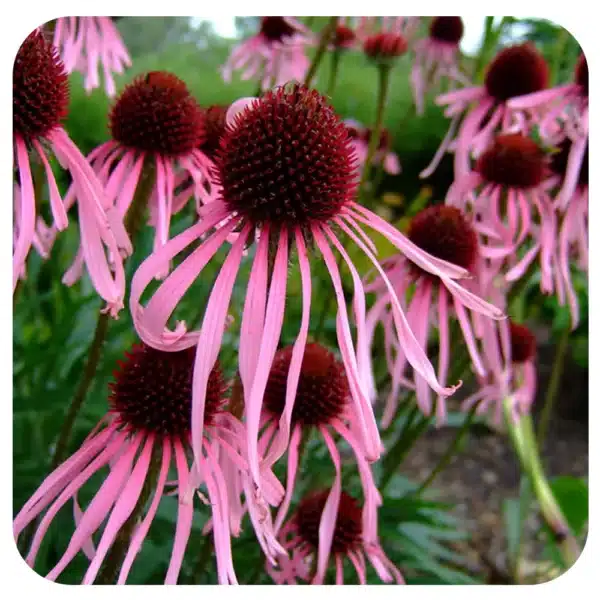 Echinacea pallida 1