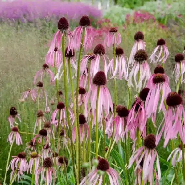 Echinacea pallida