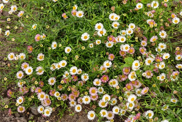 Erigeron karvinskianus