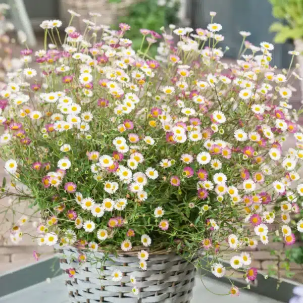 Erigeron karvinskianus Stallone