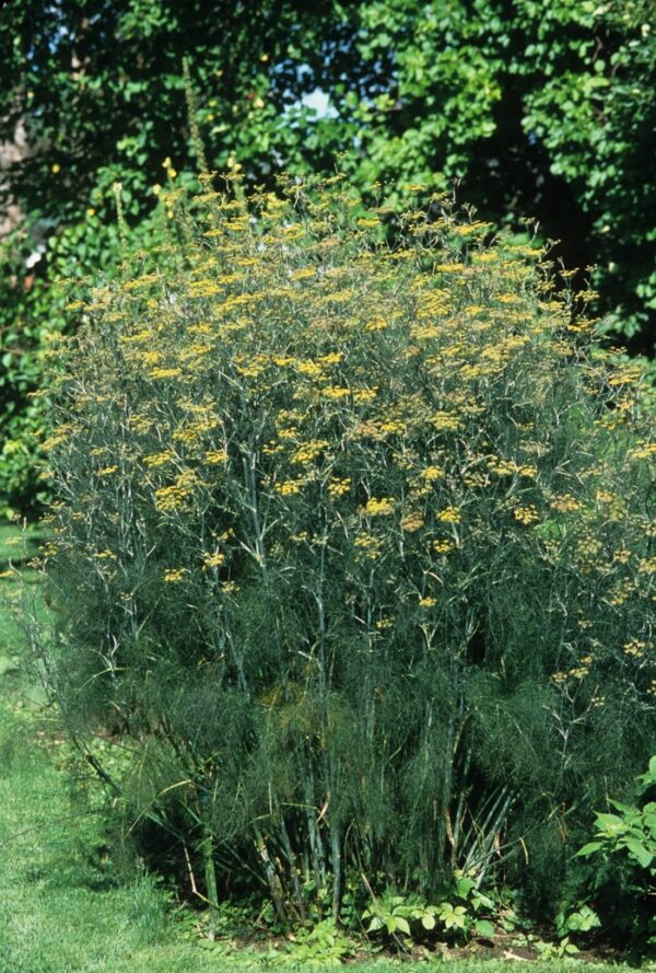 Foeniculum vulgare 1