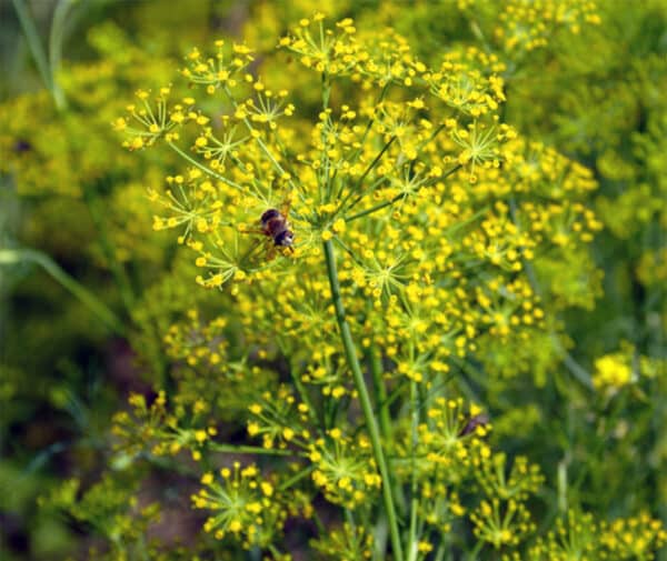 Foeniculum vulgare AM