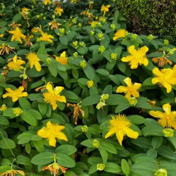 Hypericum perforatum 1