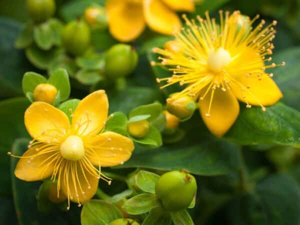 Hypericum perforatum