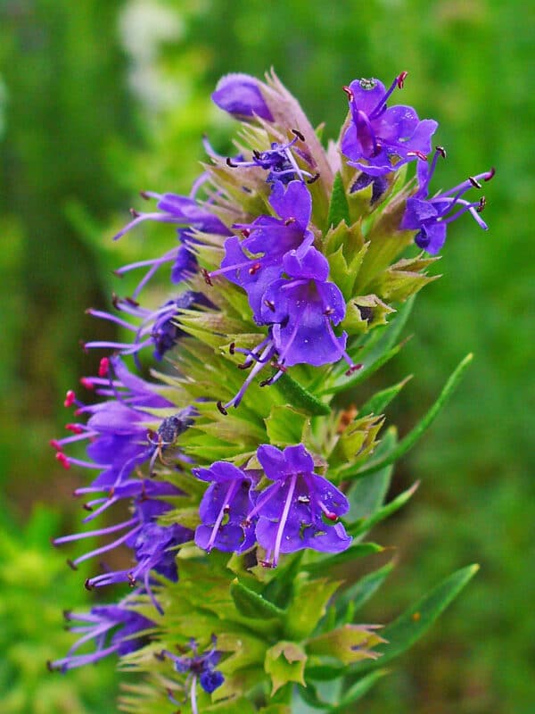 Hyssopus officinalis