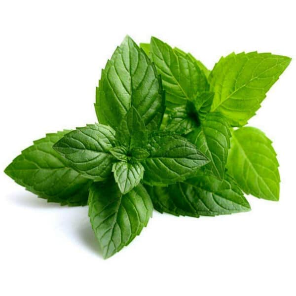 Mentha piperita 1