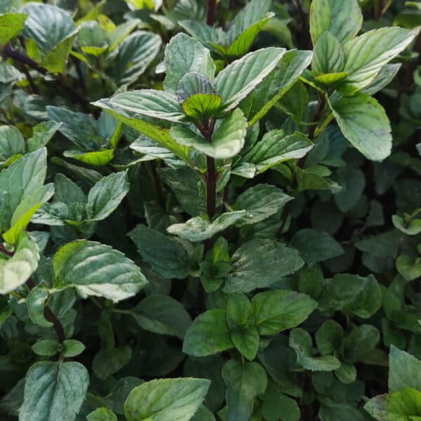 Mentha piperita 2