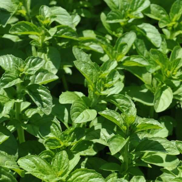 Mentha pulegium 2