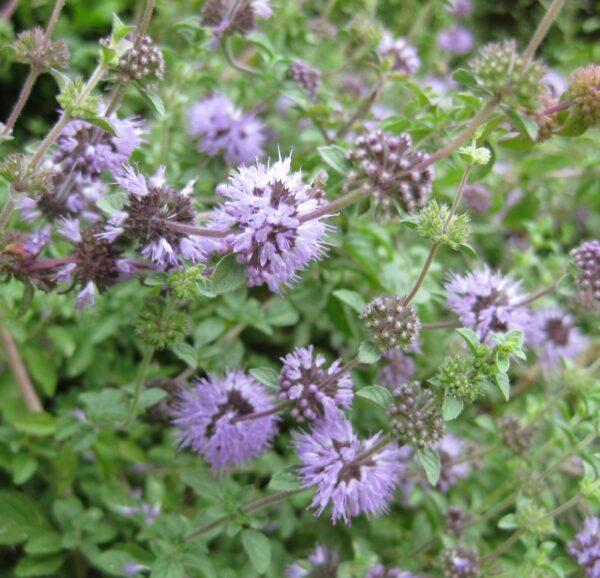 Mentha pulegium