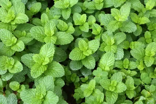 Mentha spicata 1