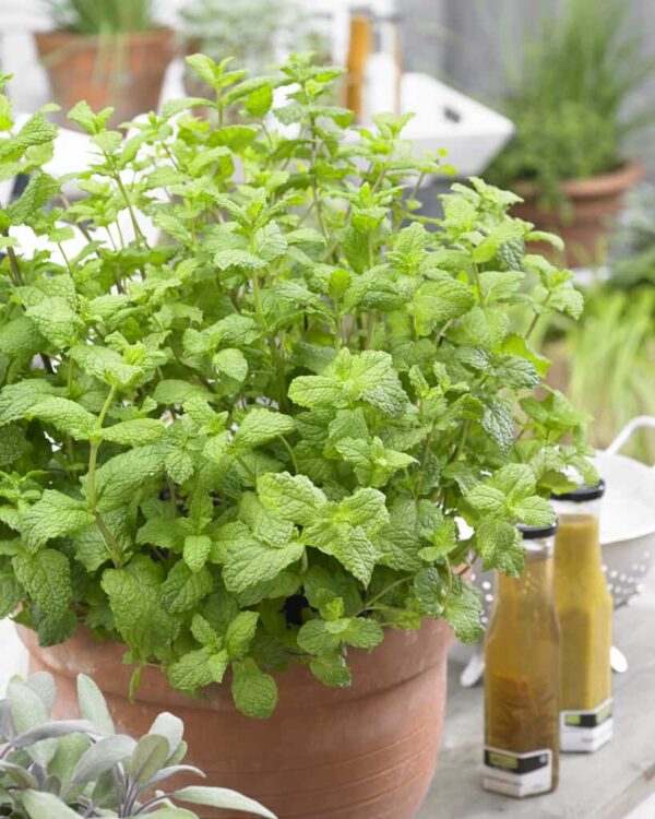 Mentha spicata