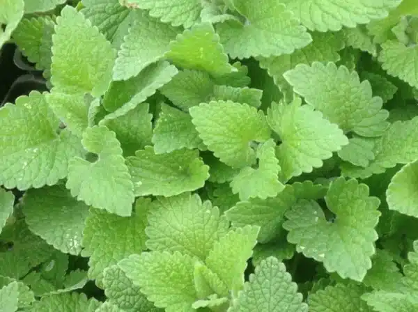 Nepeta cataria var. citrata