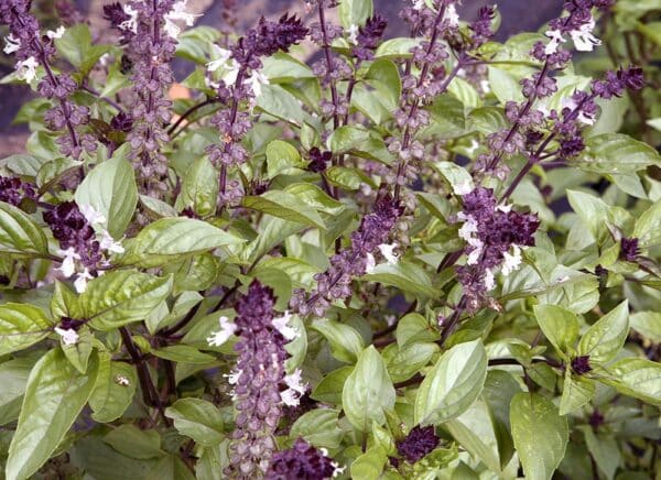 Ocimum basilicum Cinnamon 1