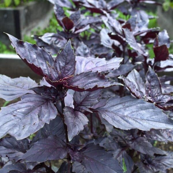 Ocimum basilicum Dark Opal