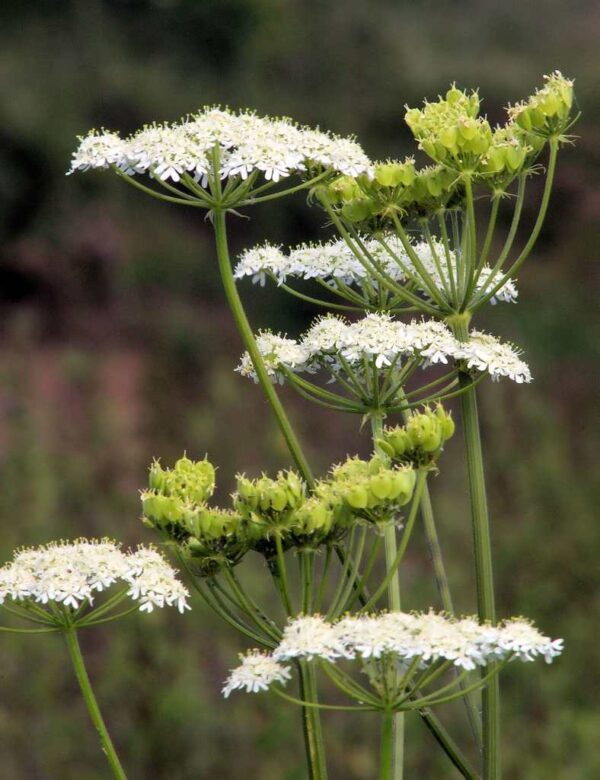 Pimpinella anisum 1