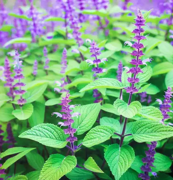 Salvia hispanica