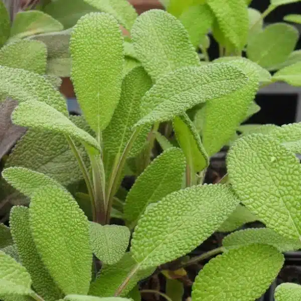 Salvia officinalis