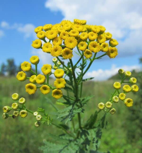 Tanacetum vulgare