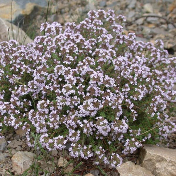 Thymus vulgaris