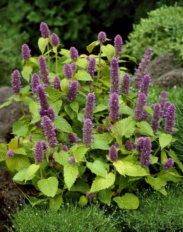 Agastache foeniculum Golden Jubilee